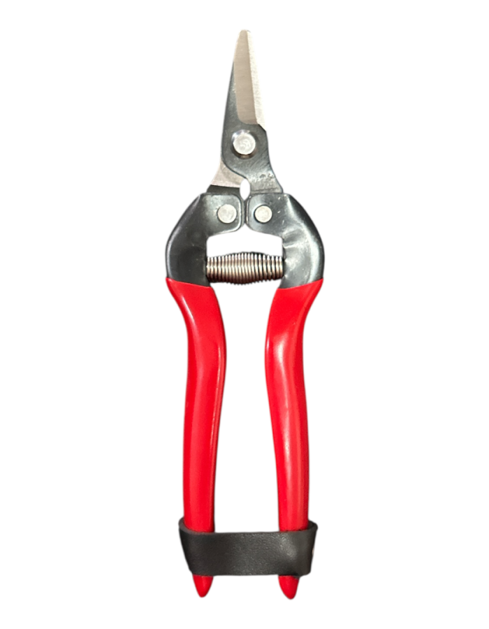 Forbice Cogliuva Curva 16cm Falci